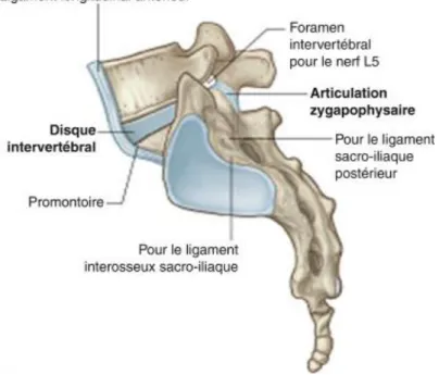 Figure 5. Anatomie des articulations sacro-iliaques (Source : Gray’s Anatomie) 