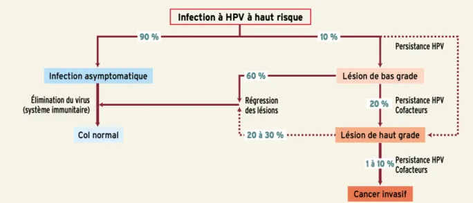 Figure 1 : Histoire naturelle des infections du col de l’utérus par les HPV-HR (14) 