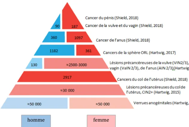 Figure 2 : Représentation graphique du fardeau des infections par les HPV en France chez les  hommes et les femmes (2,22,23)  