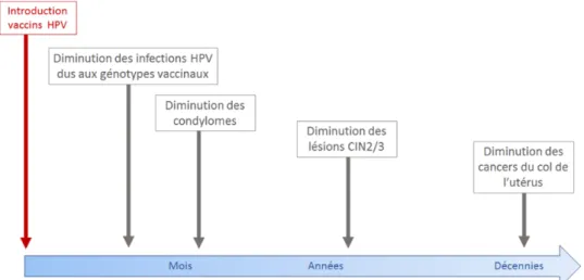 Figure  3 :  Délais  attendus  pour  évaluer  l’impact  des  vaccins  anti-HPV  selon  les  indicateurs  étudiés 