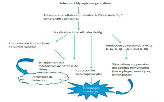 Figure 2: Mécanismes de pathogénicité de Mg (10).
