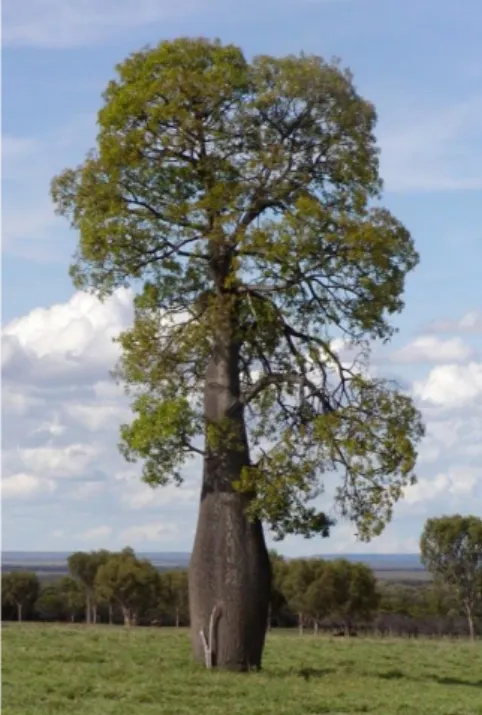 Figure 7 : Brachychiton rupestris  (source : commons.wikimedia.org) 