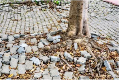 Figure 9 : Racines détruisant un  revêtement de pavés béton  (source : treebuilders.eu) 