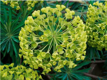 Figure  10 :  Euphorbia  characias  (source : commons.wikimedia.org) 