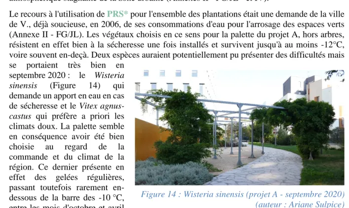 Figure 15 : Prunus ayant souffert de la sécheresse  et présentant une échaudure (projet A - septembre  2020) (Auteur : Ariane Sulpice) 