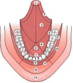 Figure 2 : Anatomie de la cavité buccale. 