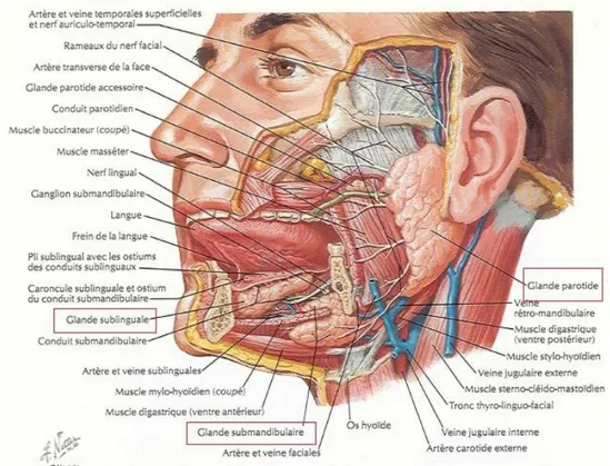 Figure 3 - Glandes salivaires – Atlas d’anatomie Netter. 