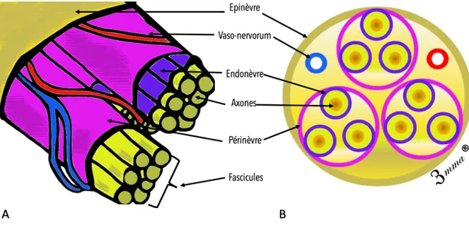 Figure 7 : Anatomie microscopique des nerfs périphériques : (A) Vue globale de l'organisation  fasciculaire, (B) Coupe transversale d'un nerf périphérique