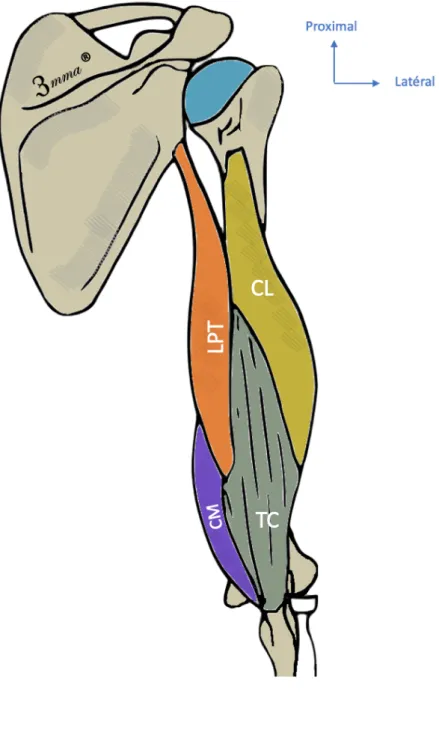 Figure 12 : Les trois chefs du triceps sur une vue postérieure. CL : Chef long, CM : chef médial,  LPT : longue portion du triceps, TC : tendon commun