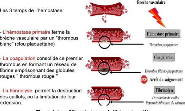 Figure 1. Les différents temps de l’hémostase (1)  