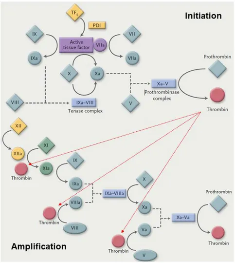 Figure 3. Les différentes phases de la coagulation (4)