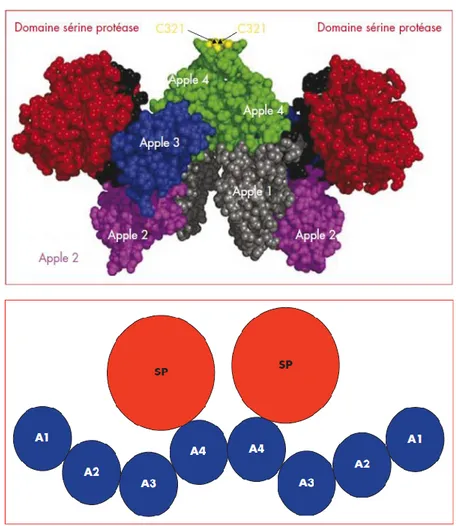 Figure 4. Structure du facteur XI (11)