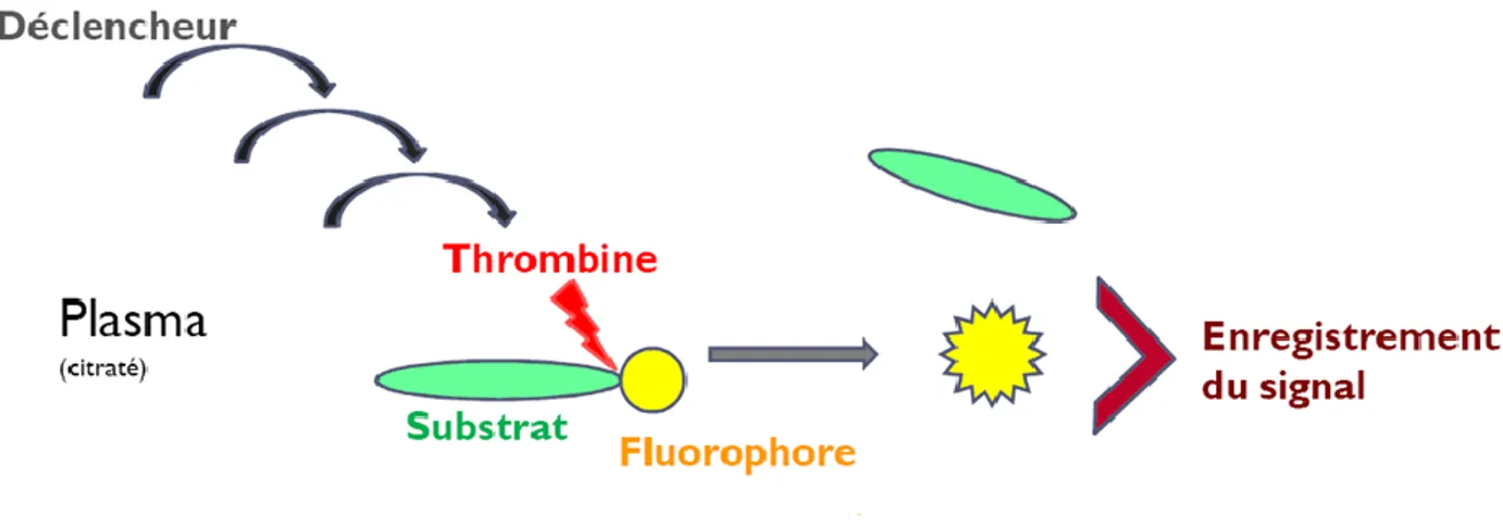 Figure 10. Schéma de la méthode dosage du test de génération de thrombine