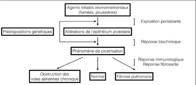 Figure 1 : Quatre variables d’une réponse pulmonaire à un agent inhalé : (1) type d’agent  inhalé et persistance, (2) réponse biochimique, (3) réponse immunologique, (4) réponse  fibrosante
