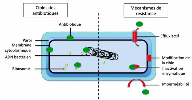 Figure : Cibles bactériennes et mécanismes de résistance aux antibiotiques (E. Cardot  Martin CC-BY) 