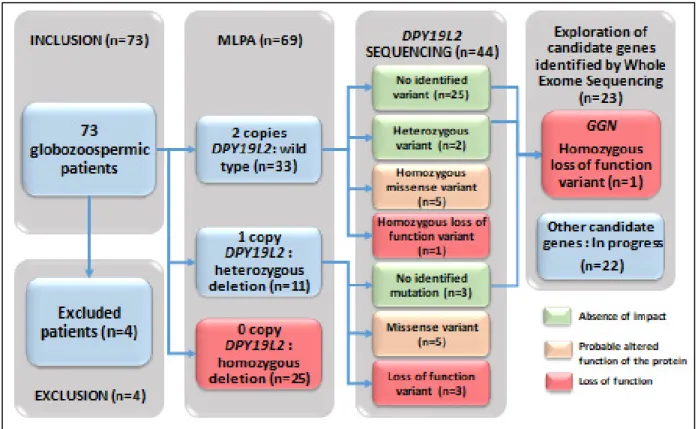 Figure  7  –  Schematic  representation  of the molecular  diagnostic  investigations  carried  out on the cohort  of 69 patients  with globozoospermia