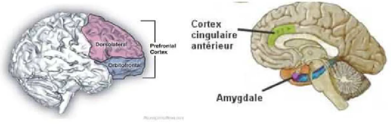 Figure 2. Schématisation des structures cérébrales impliquées dans le TAG : cortex  préfrontal, cingulaire antérieur et amygdale