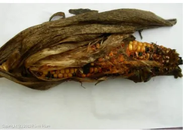 Figure 1 : Fusariose du maïs (Fusarium roseum) 