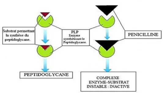 Figure 1: Mécanisme d'action des bêtalactamines 