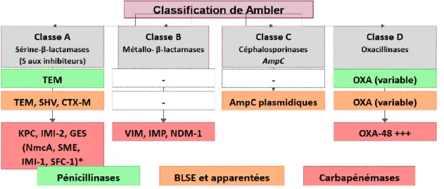 Figure 4 : Classification d'Ambler 