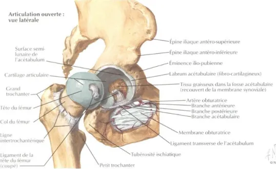 Figure 1 : anatomie ostéo-articulaire de la hanche en vue antérieure (source Netter) 