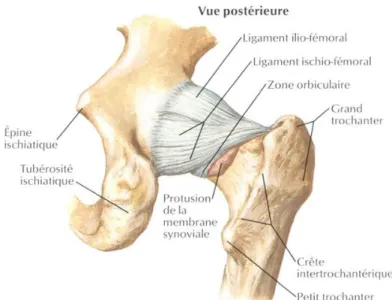 Figure 2 : anatomie capsulo-ligamentaire coxofémorale en vue postérieure (source Netter) 