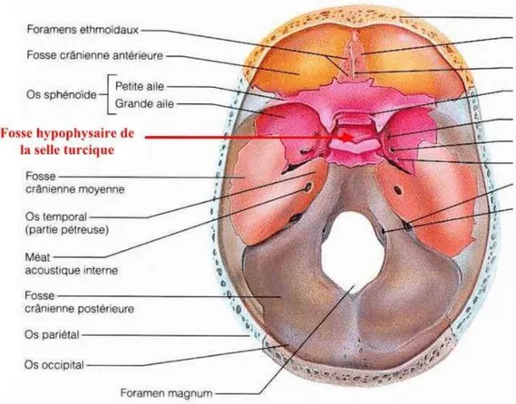 Figure 4 : Situation de la  région sellaire dans la base du crâne. 