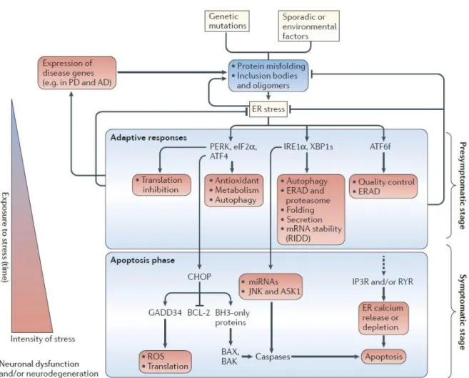 Figure 6 : Mise en place de la réponse ‘terminal UPR’ dans les maladies neurodégénératives  et induction de l’apoptose 