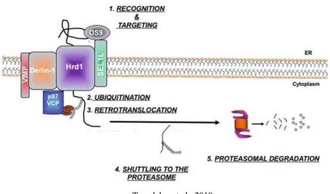 Figure  10 :  De  la  reconnaissance  à  la  dégradation  des  protéines  mal  conformées  par  le  système ERAD  