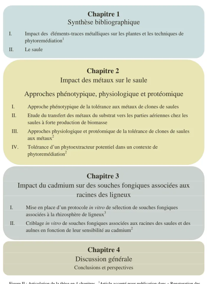 Figure II : Articulation de la thèse en 4 chapitres.   1 Article accepté pour publication dans « Renaturation des  berges de cours d’eau et phytoremédiation