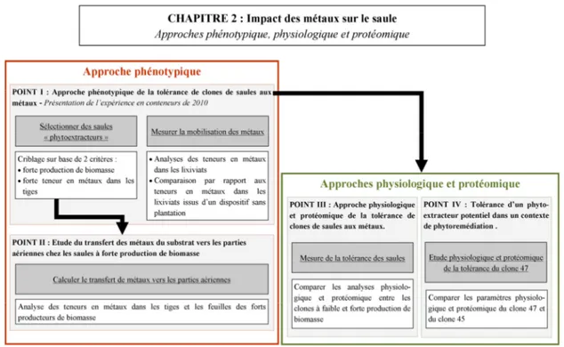Figure III : Schéma des objectifs (fond gris) et stratégies (fond blanc) développés dans le chapitre 2 consacré à l’étude de la  tolérance des clones de saules aux métaux en utilisant une approche phénotypique (encadré rouge)  ainsi que des approches  phys