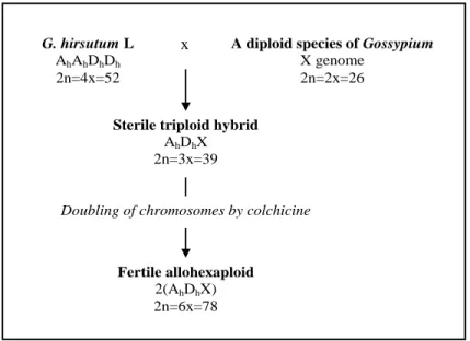 Figure  1.  Development  scheme  of  the  bi-species  hexaploid  hybrids.  “X” 