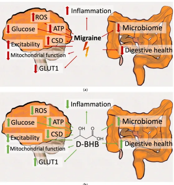 Figure 1. Potentially migraine relevant mechanisms of ketosis. (a) Amongst key migraine  pathophysiological mechanisms are hypometabolism, decreased glucose transport (including glucose  transporter 1 (GLUT1) deficiency), reduced mitochondrial functioning,