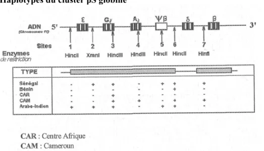 Figure 2 : Haplotypes du cluster βS globine 