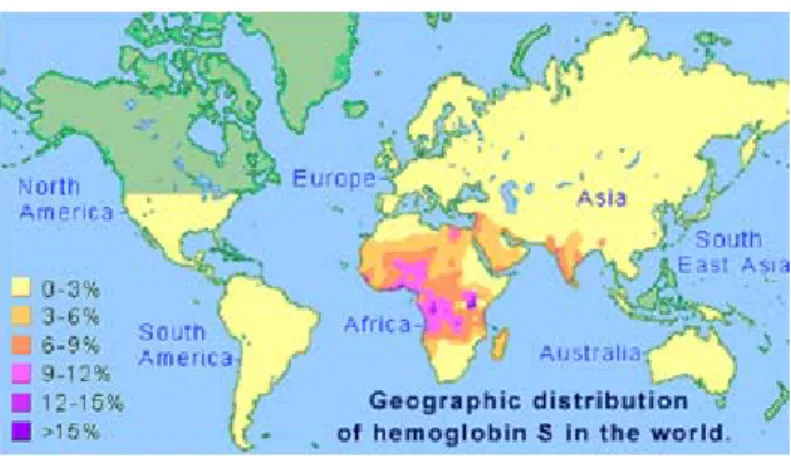 Figure 3 : Répartition du gène de la Drépanocytose à travers le monde 