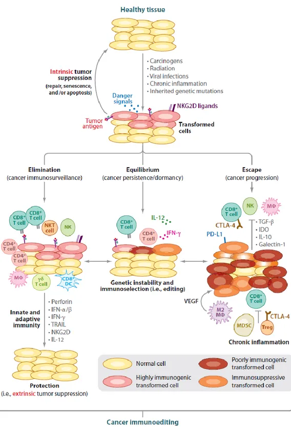 Figure 5 : Les 3 phases de l'immunoediting (16) 