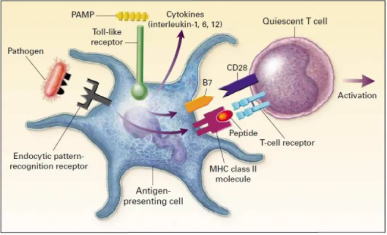 Figure 8 : Les récepteurs et signaux impliqués dans le lien entre immunité innée et adaptative (5) 
