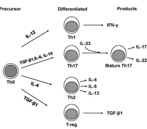 Figure 11 : Différentiation des LT naïfs en T H 1, T H 2, T reg , et T H 17 selon l'environnement cytokinique (29)