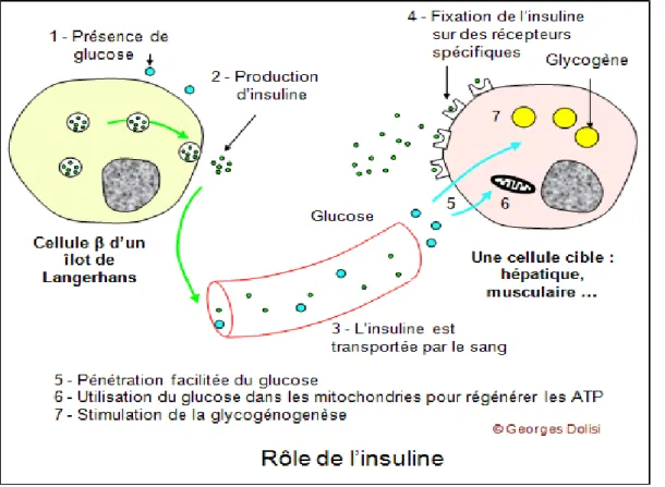 Figure 1. Rôle de l’insuline. 