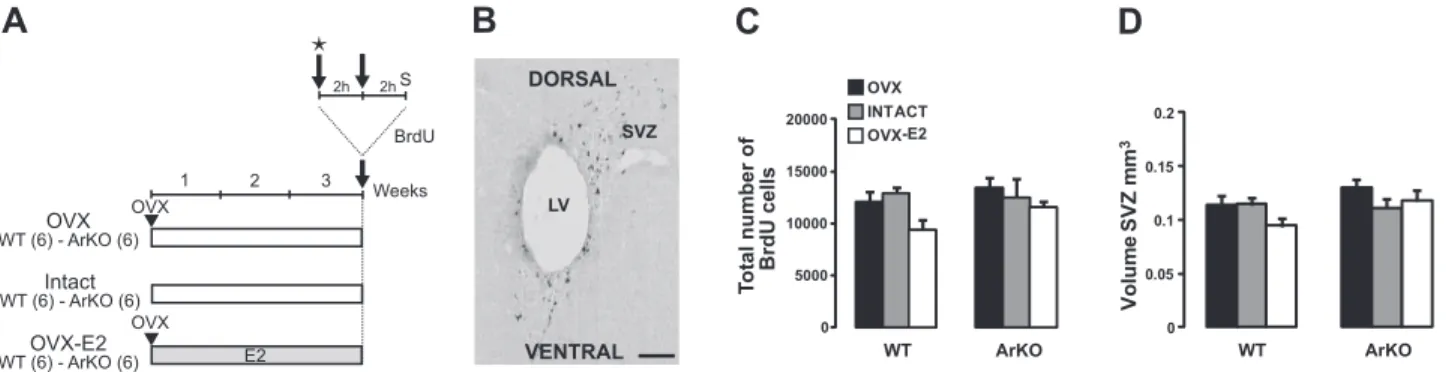 Figure 1. Effect of estradiol on cell proliferation in the SVZ. A) Adult WT and ArKO female mice were given 3 different hormonal treatments for 3 wk: ovariectomy (OVX), ovary-intact estrous cycle (intact), and ovariectomy ⫹ implantation of an estradiol cap