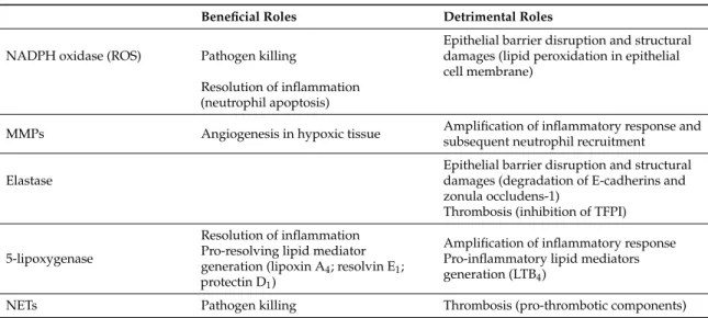 Table 1. Summary of beneficial and detrimental roles of factors brought by neutrophils in inflamed tissues.