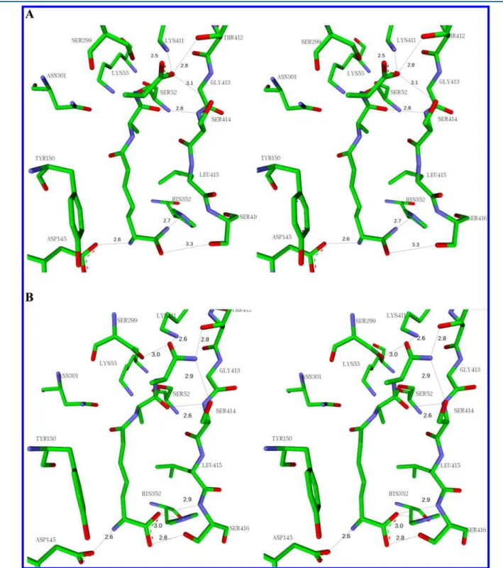 Figure 4. Stereoviews of energy-minimized tetrahedral intermediate structures (19) formed upon reaction of speciﬁc tripeptide substrates with PBP4a