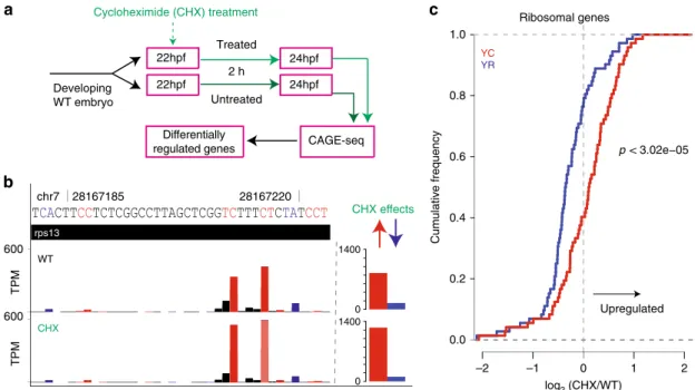 Fig. 6 Differential regulation of YR-initiation and YC-initiation during translation inhibition