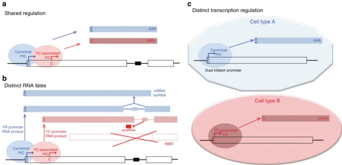 Fig. 8 Models for utilization of dual-initiation promoters during development. a Dual-initiation promoters can be occupied by pre-initiation complexes (PIC) in a cell to generate two RNA products with distinct 5 ′ end base