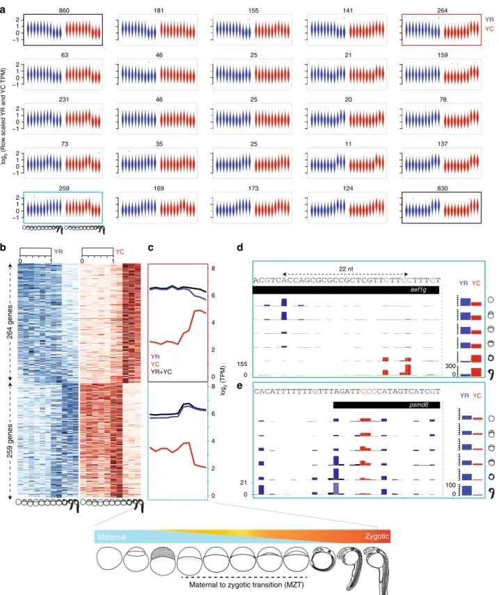 Fig. 3 Maternal to zygotic transition of YR-initiation and YC-initiation. a Violin plot of expression pro ﬁ les (tags per million) of YR and YC components of genes during embryo development clustered by Self Organizing Map (SOM) analysis