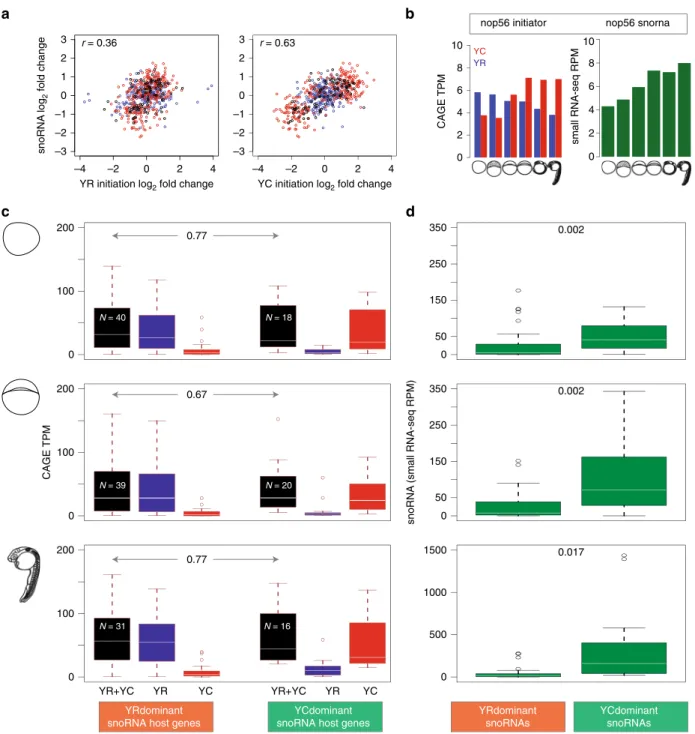 Fig. 4 Correlation of expression levels of YR and YC components of snoRNA host genes with that of snoRNA expression levels
