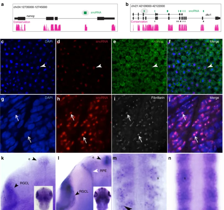 Fig. 5 Localization of snoRNAs and host mRNA products in the embryo. a, b A UCSC browser showing annotated snoRNAs (green) in the introns of nanog and dyskerin (dkc1)