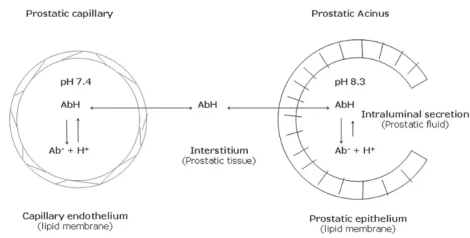 Figure  3.  Illustration de la pénétration des antibiotiques dans la prostate et  du piège de leur  fraction  ionisée  dans  les  acini  prostatiques