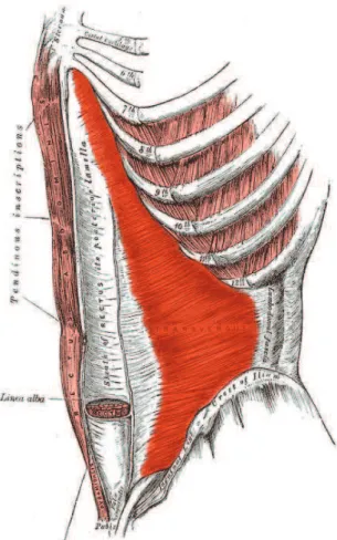 Fig. 10 : muscle transverse de l’abdomen, selon Gray [22] 