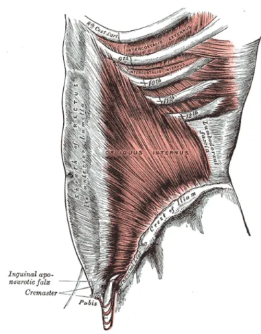 Fig. 11 : muscle oblique interne, selon Gray [22] 